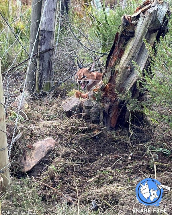 News | Collaborative Snare Free Initiative Proves Its Worth