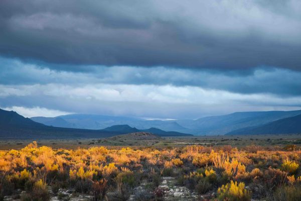 How biodiversity crime threatens the Western Cape's people, economy, and ecosystems