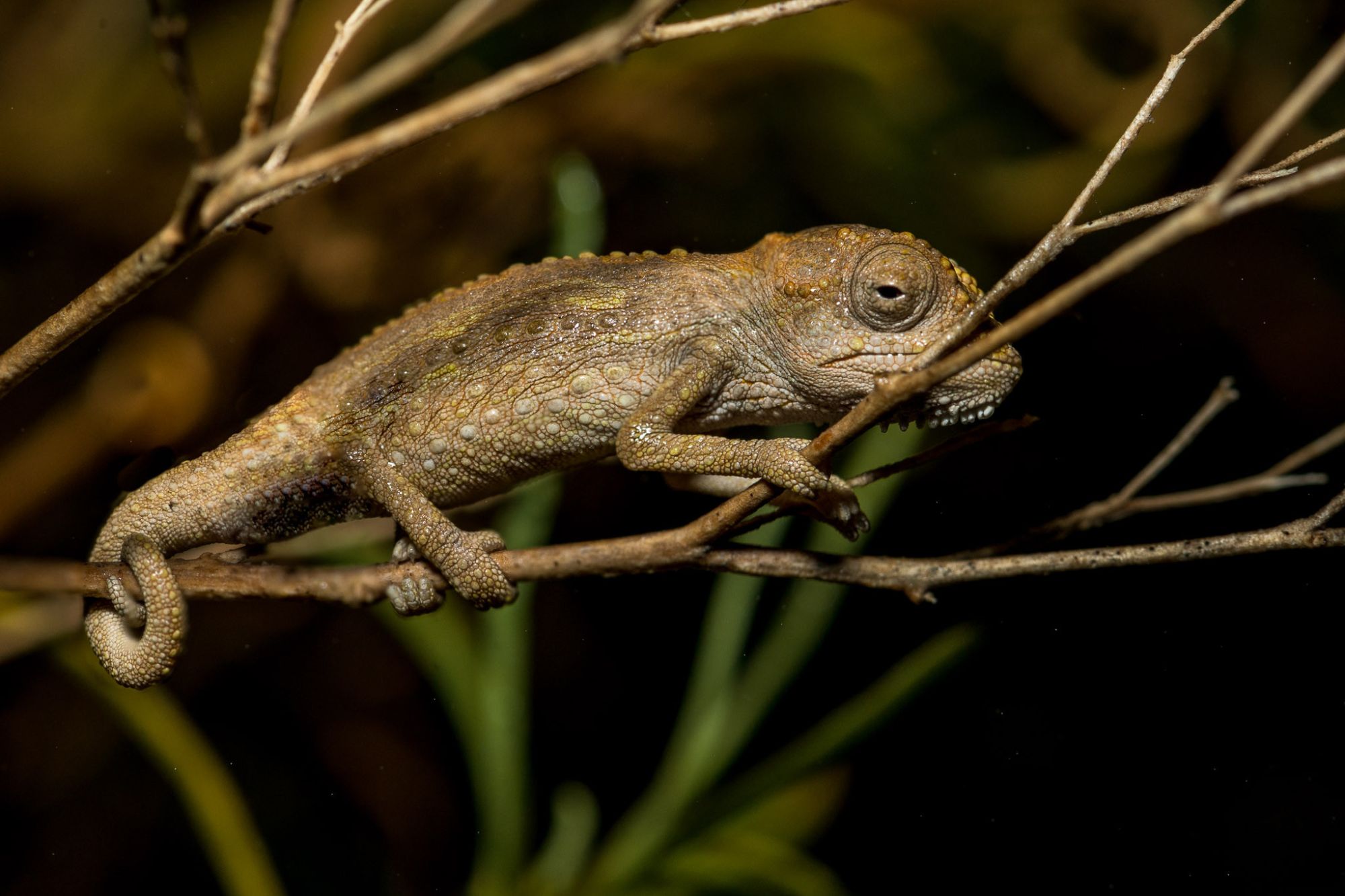 20160528 201017 W12 1562 focus stacked 20160528 201017 W12 1562 focus stacked