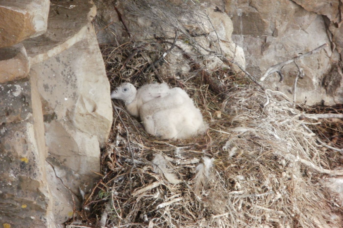 Projects | Monitoring the Cape Vulture Colony