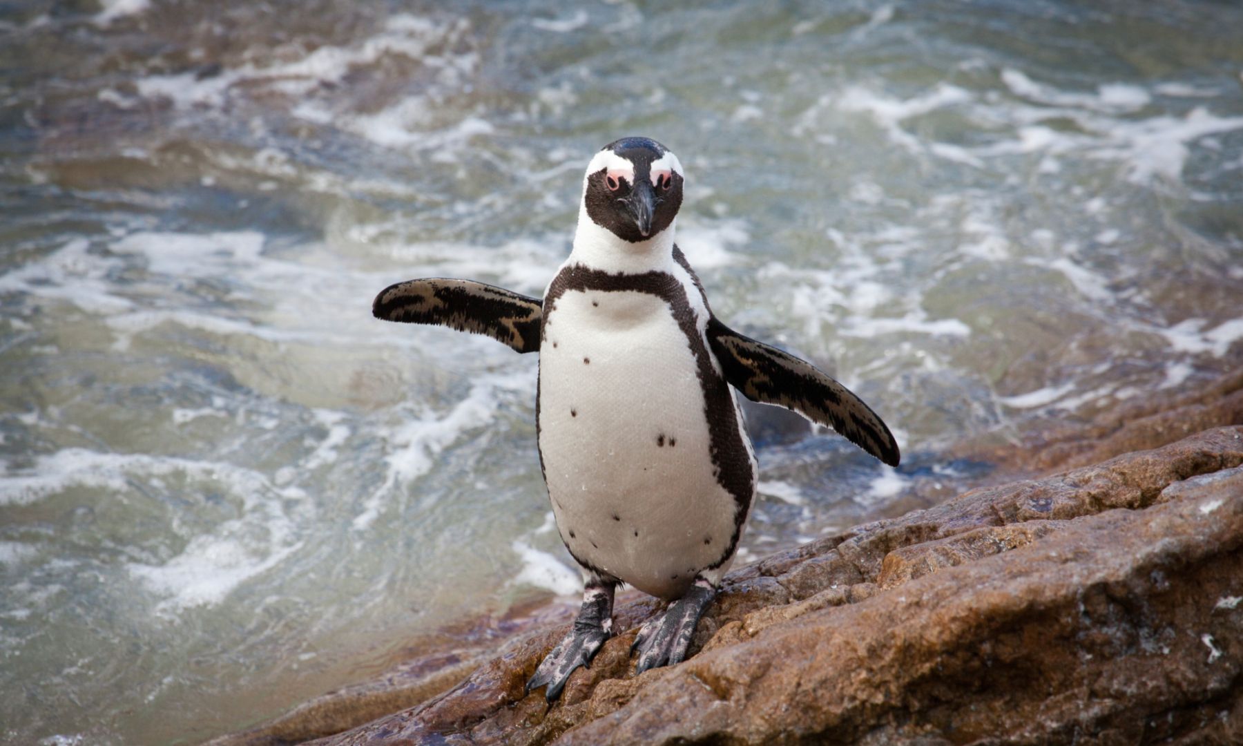 Penguin Palooza 2026 returns to Stony Point in support of African ...