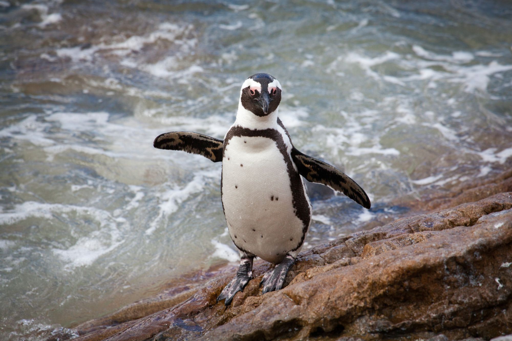 African Penguin Credit Cape Nature Scott Ramsay African Penguin Credit Cape Nature Scott Ramsay