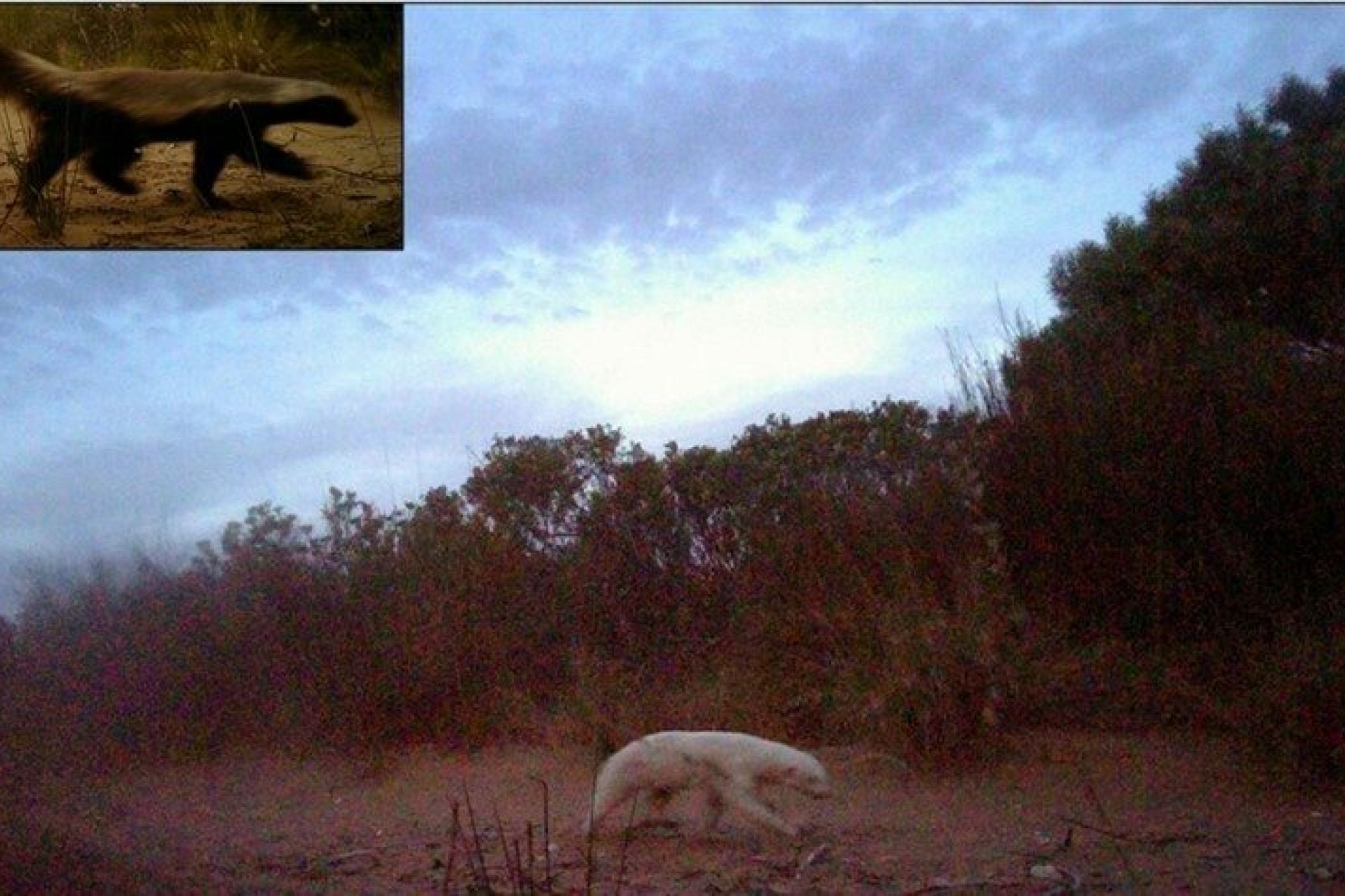 Albino Honey Badger De Hoop 1021 Albino Honey Badger De Hoop 1021