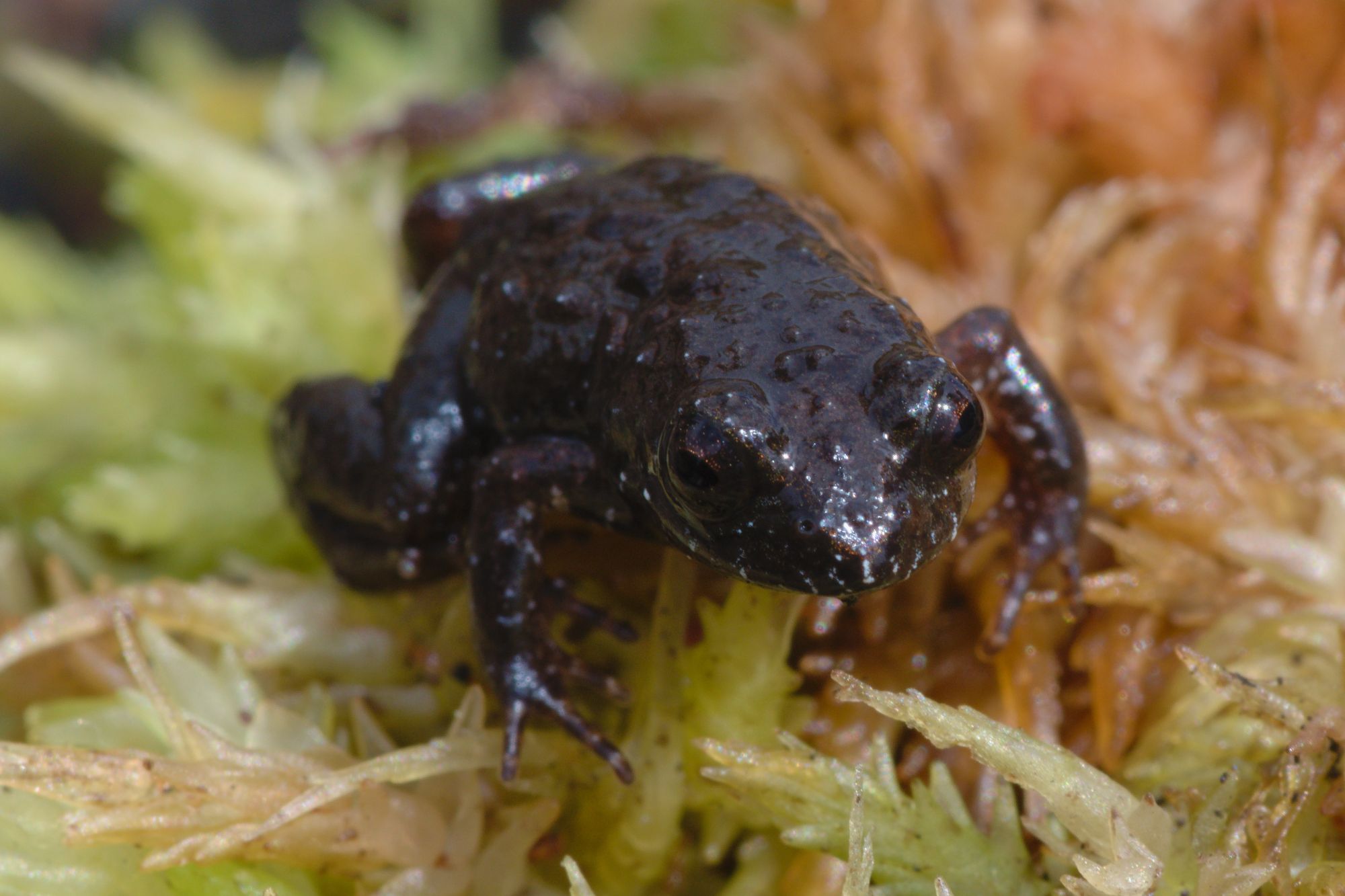 Amphibians frog animal Amphibians frog animal