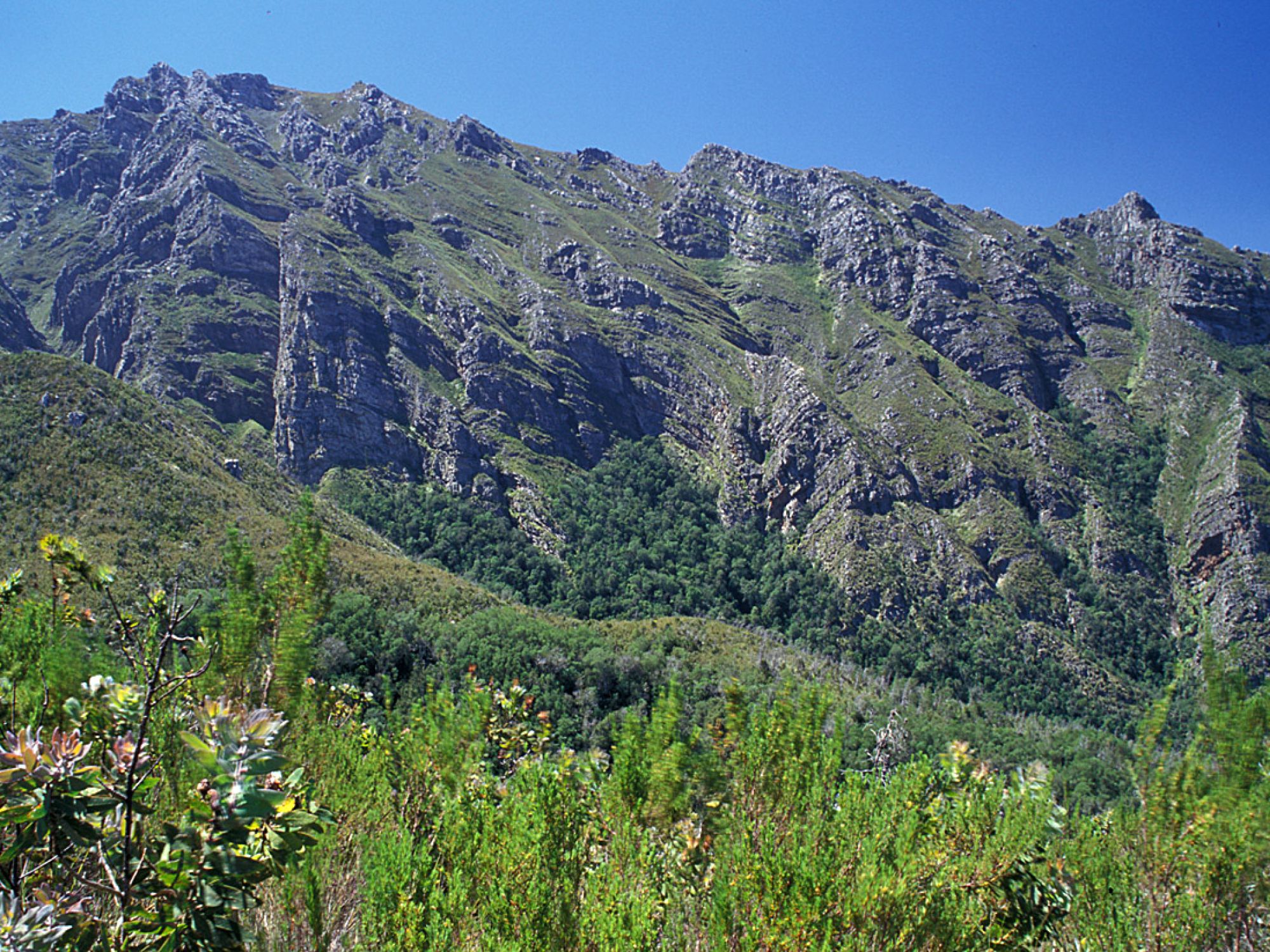 Boosmansbos Wilderness 1 Boosmansbos Wilderness 1