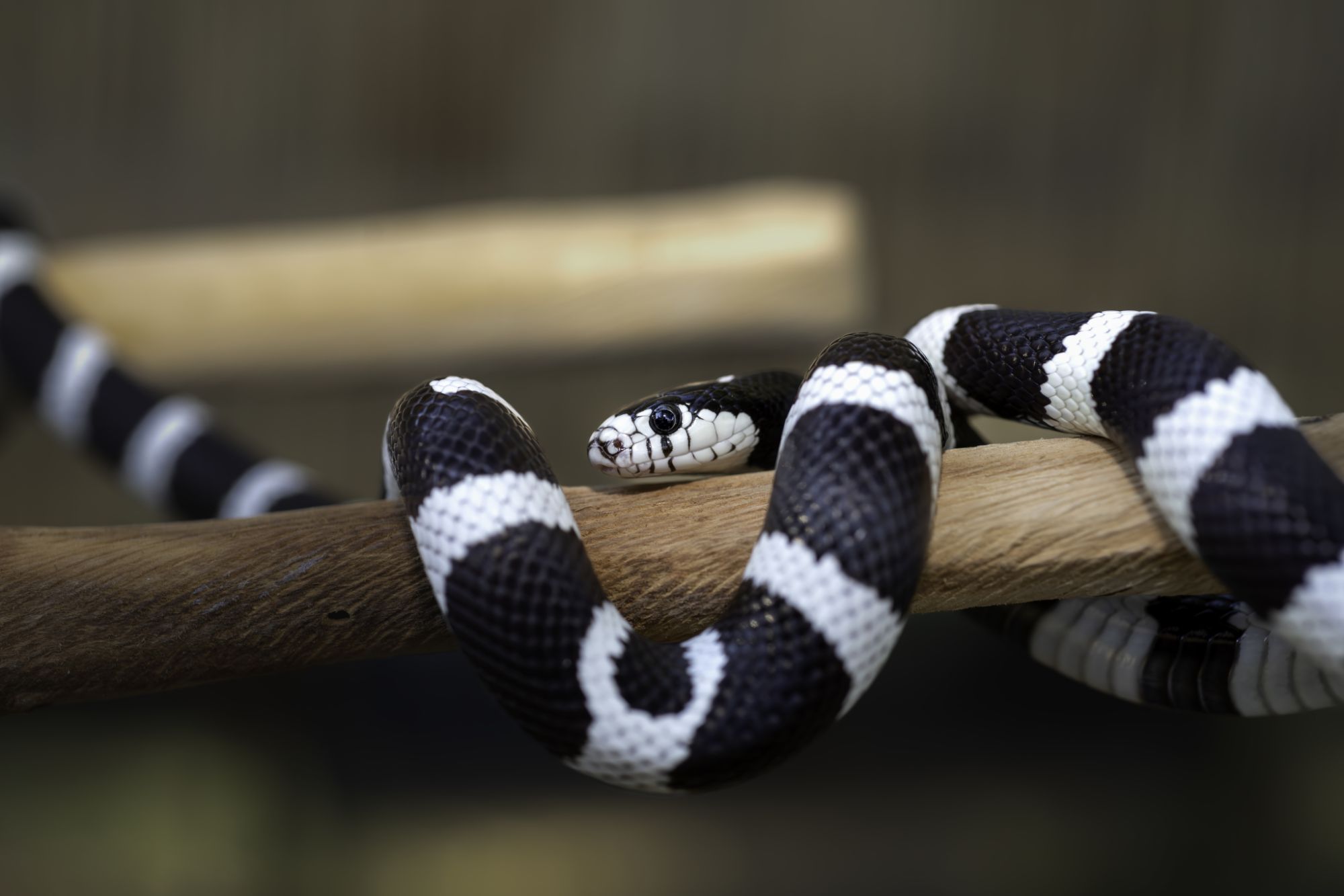 California Kingsnake image by i Stock 2175972931 California Kingsnake image by i Stock 2175972931