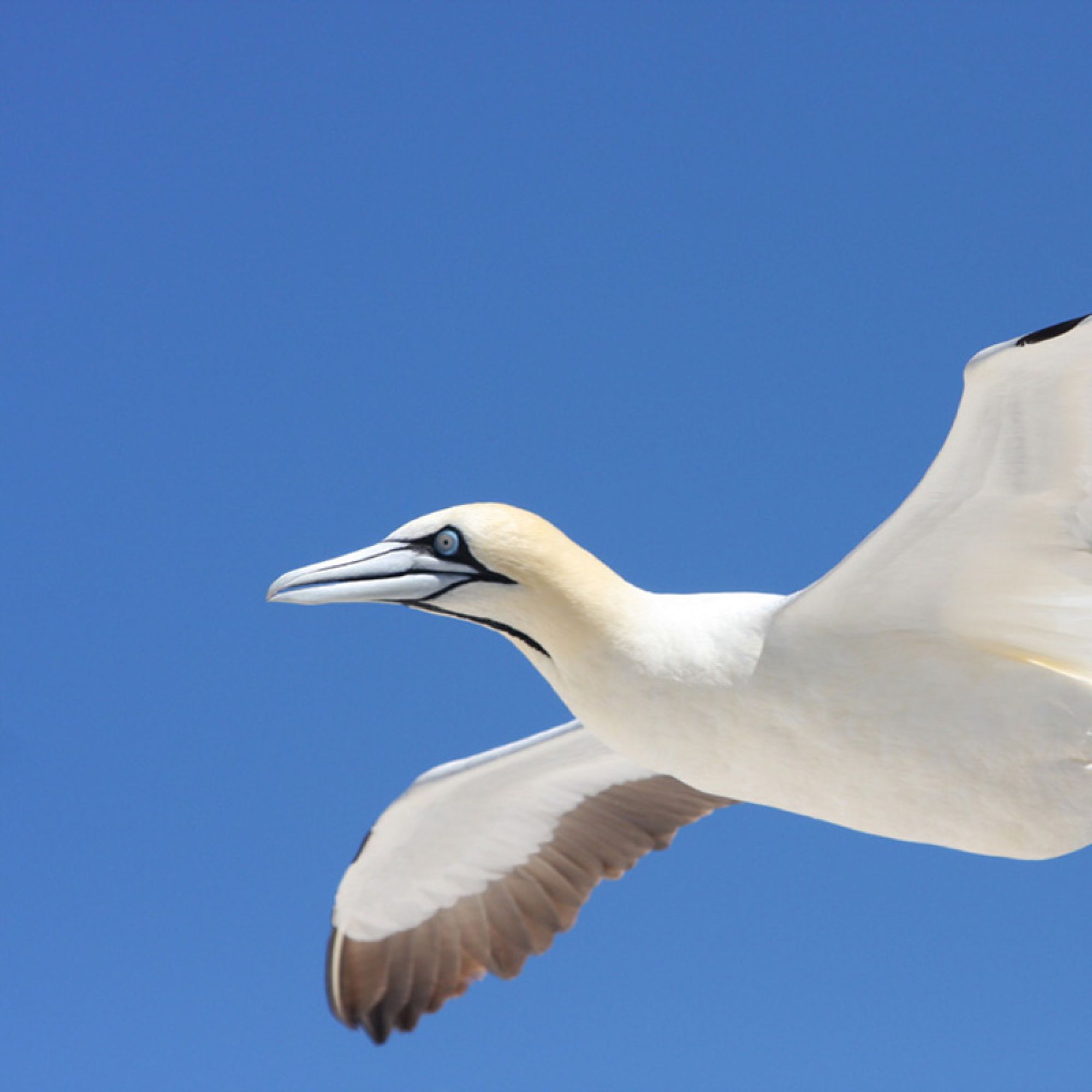 Cape Gannets5 1 Cape Gannets5 1