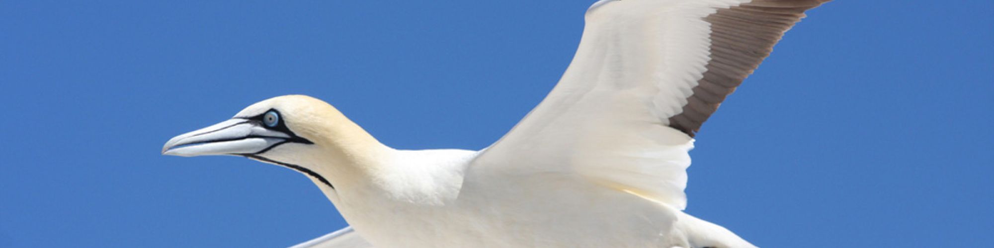 Cape Gannets5 1 Cape Gannets5 1