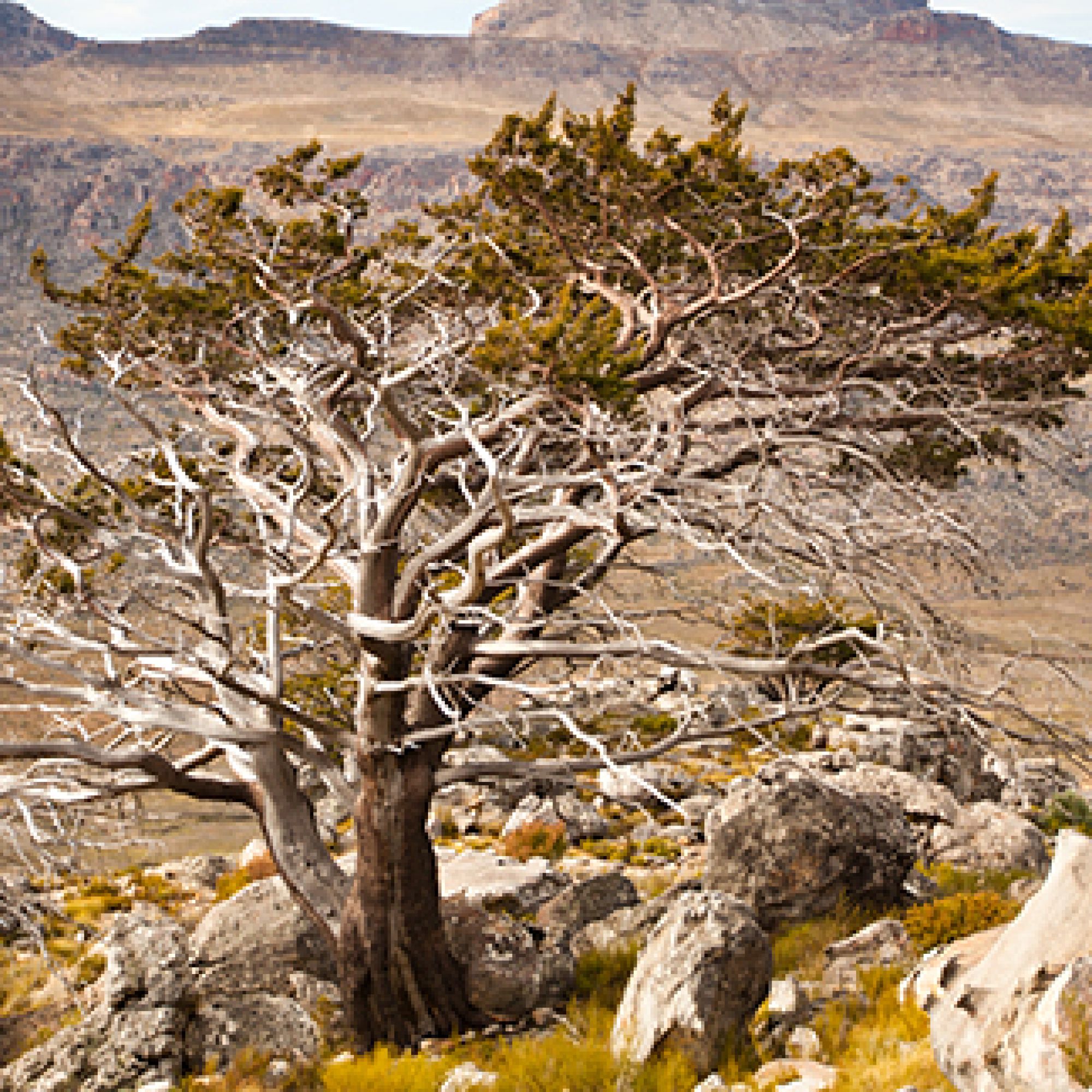 Cederberg copyright Scott N Ramsay 632 1