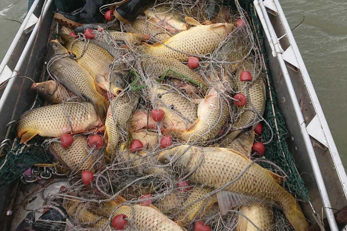 Groenvlei carp 2 Groenvlei carp 2