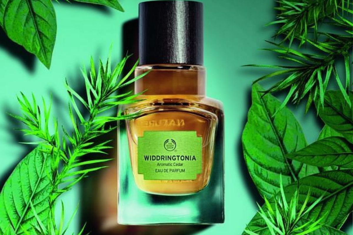 Widdrington Eau De Parfum Cedar tree community project Widdrington Eau De Parfum Cedar tree community project