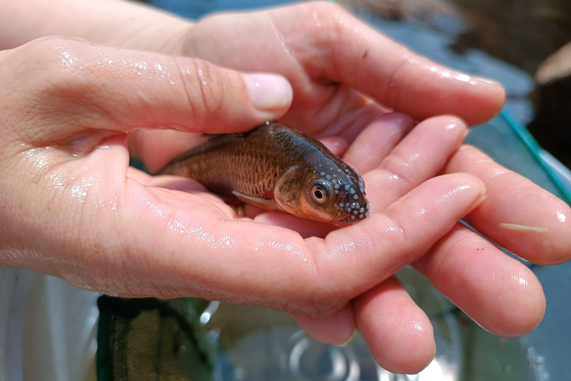 Critically Endangered Tradouw redfin fish Critically Endangered Tradouw redfin fish