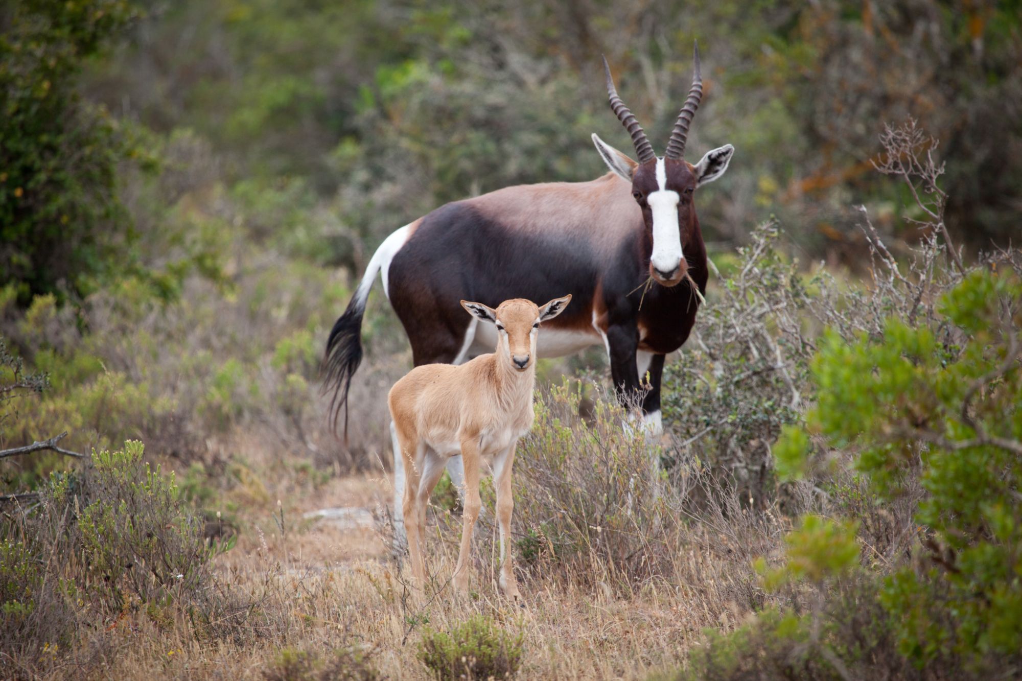 De Hoop Nature Reserve Bontebok De Hoop Nature Reserve Bontebok