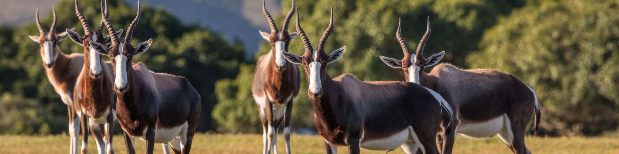 De Hoop Nature Reserve Bontebok copyright Scott Ramsay De Hoop Nature Reserve Bontebok copyright Scott Ramsay