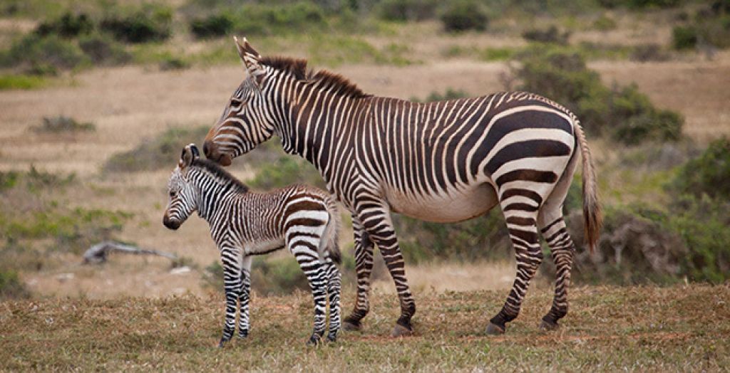 Mountain zebra outlet
