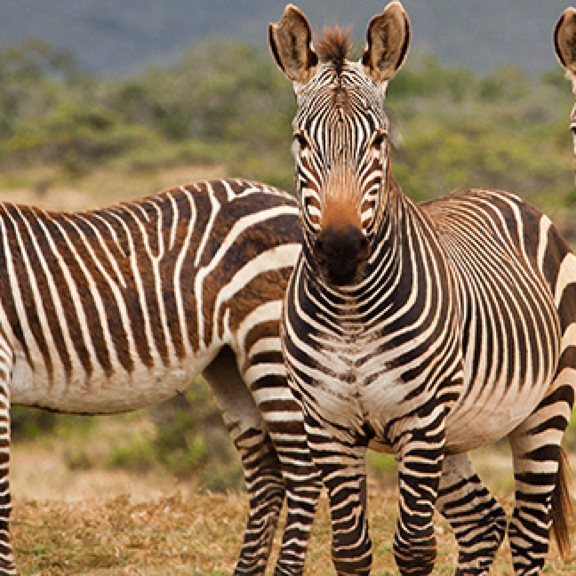 File:Cape Mountain Zebras (Equus zebra zebra) running away