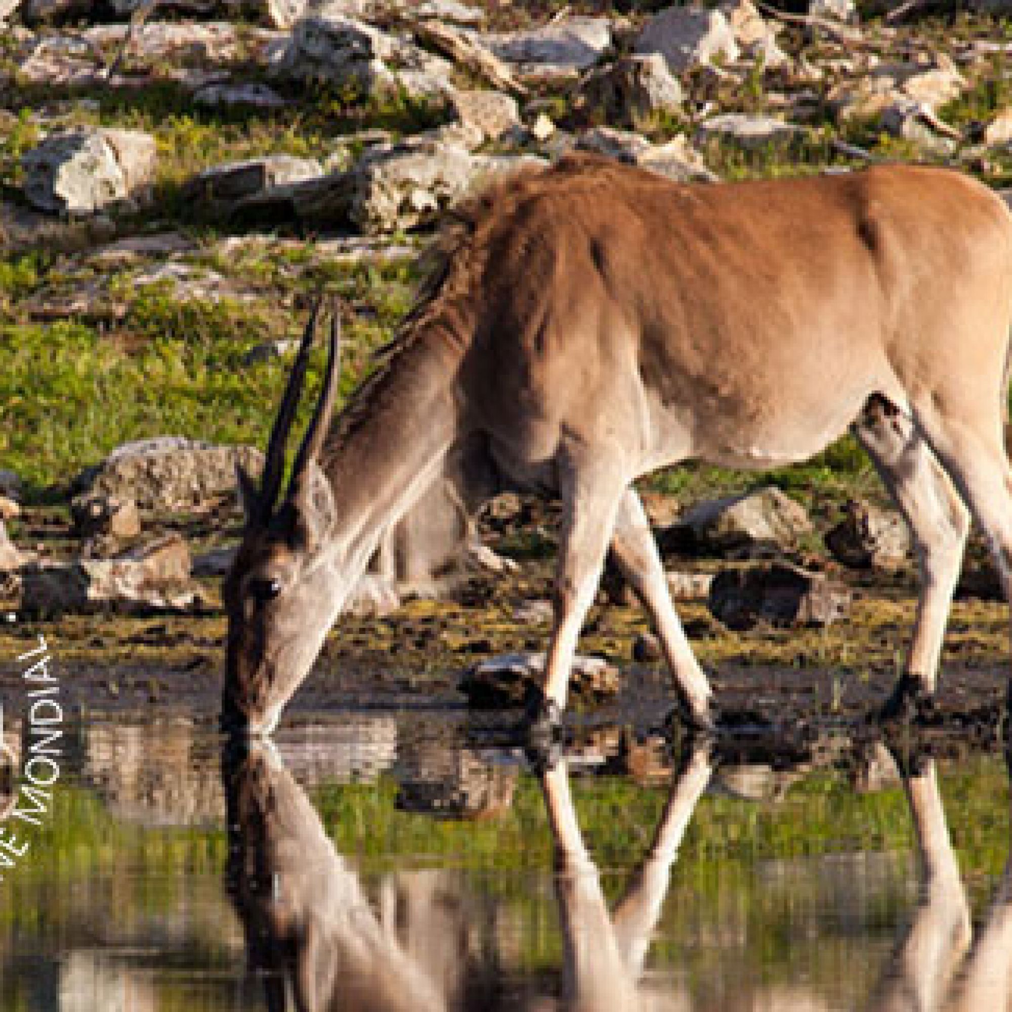 De Hoop Nature reserve image with WHS logo 2