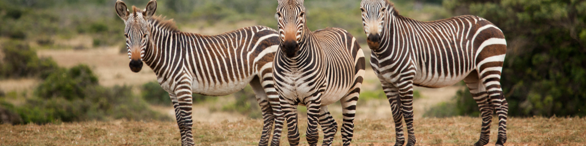 Zebra De Hoop Scott Ramsay high res 02 Zebra De Hoop Scott Ramsay high res 02