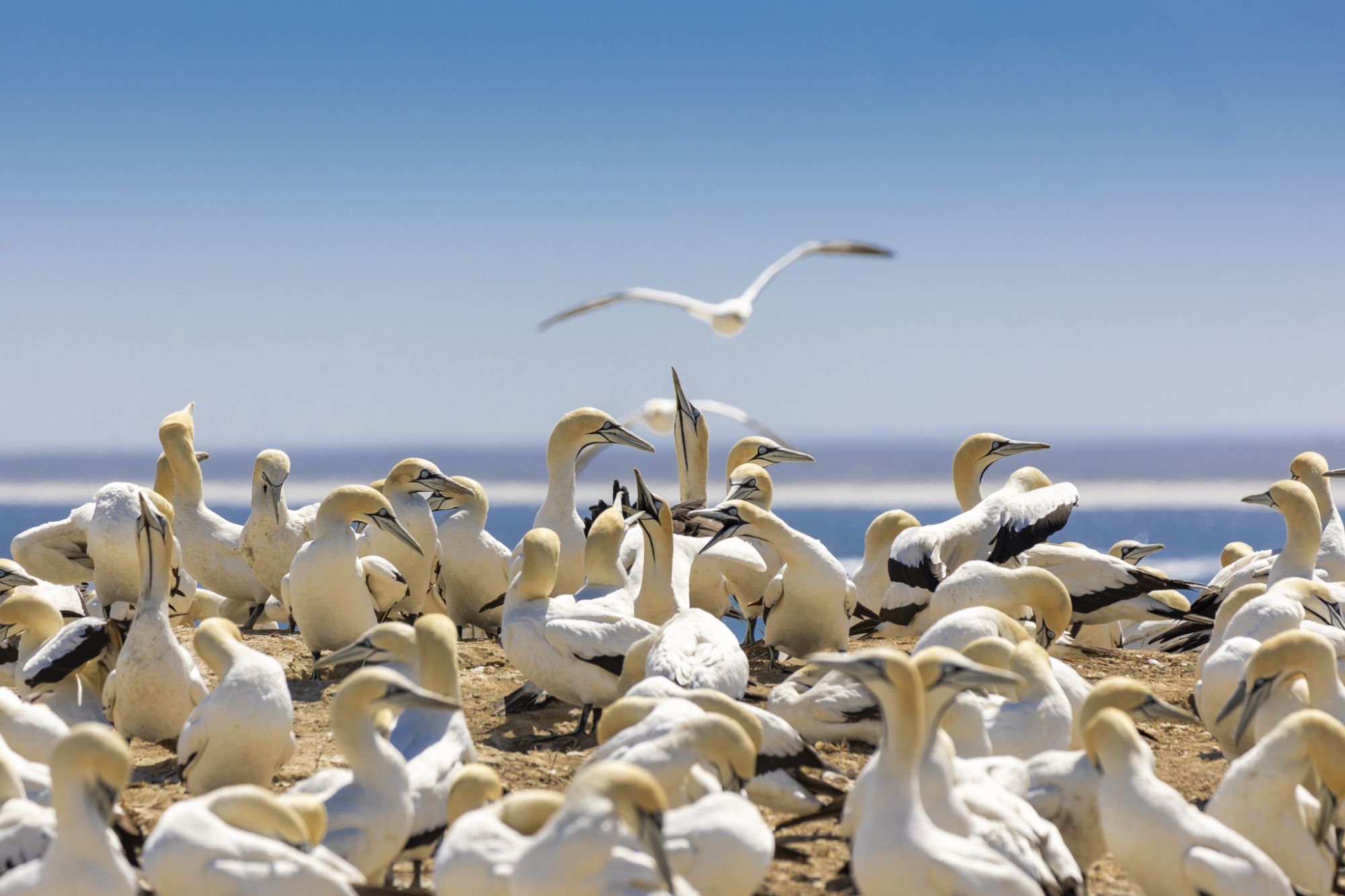 Gannet breeding colony Bird Island Lamberts Bay Gannet breeding colony Bird Island Lamberts Bay