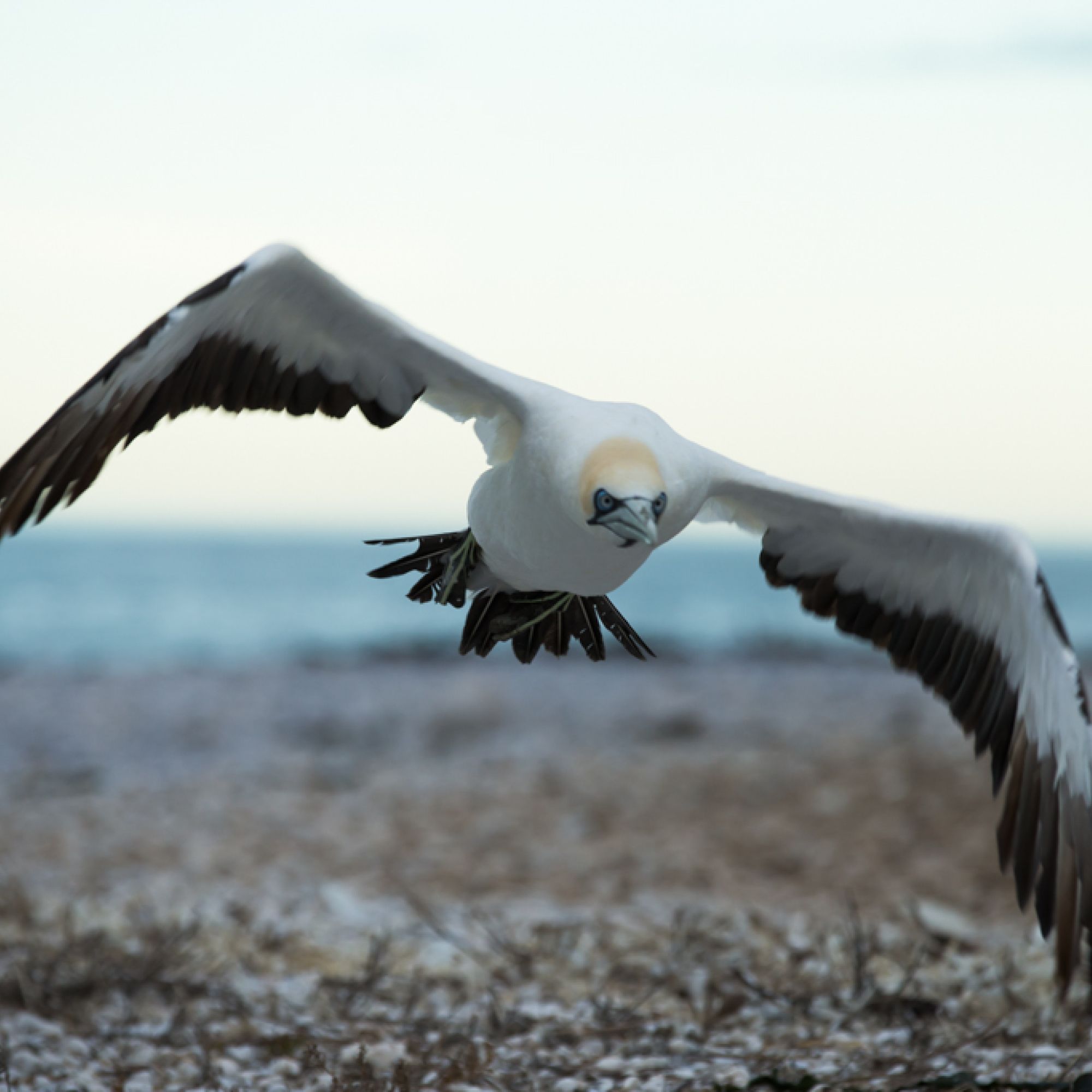 Gannet1