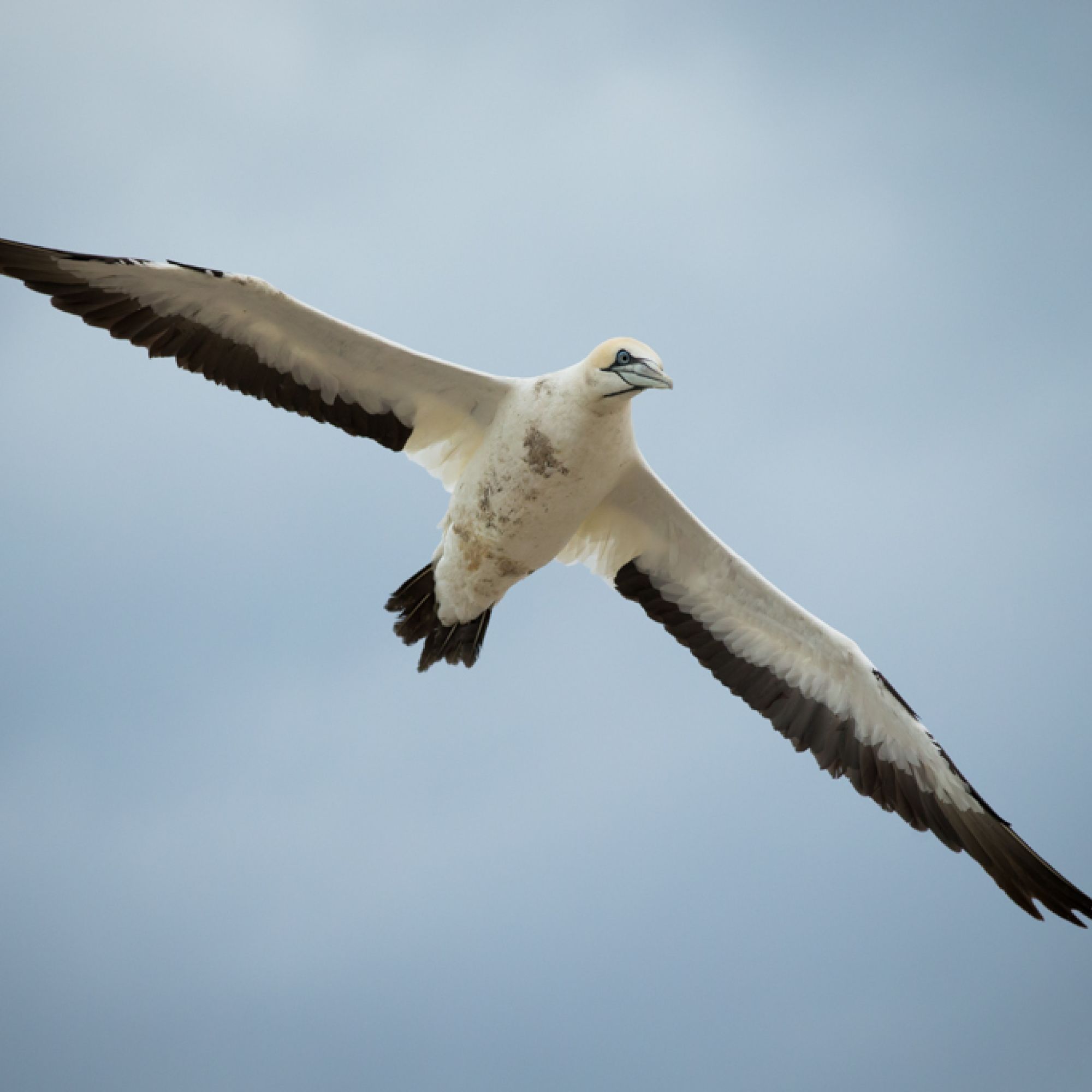 Gannet4