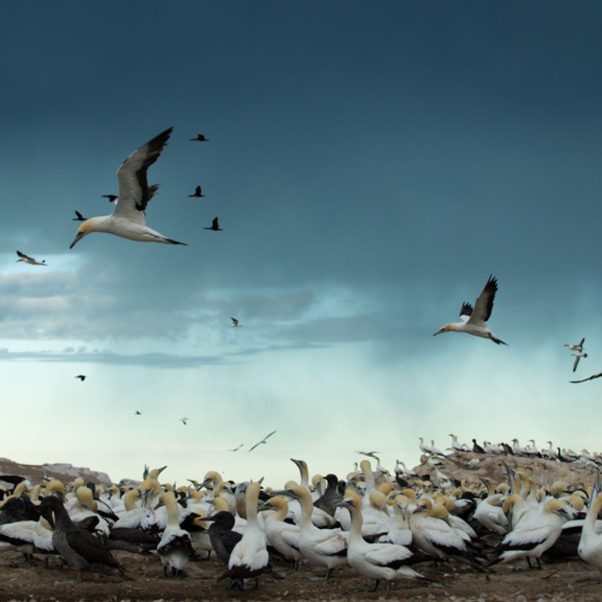 Gannet6