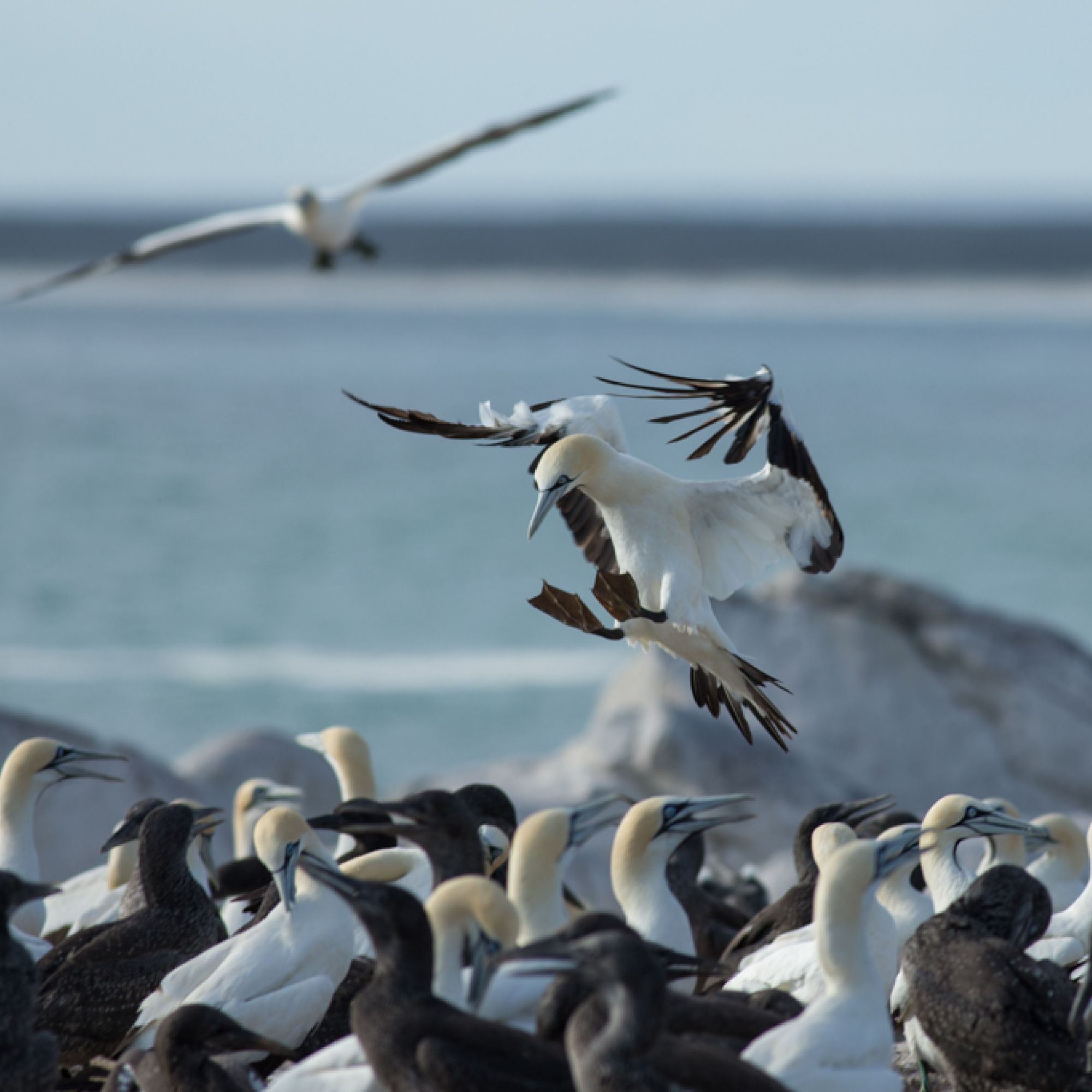 Gannet7