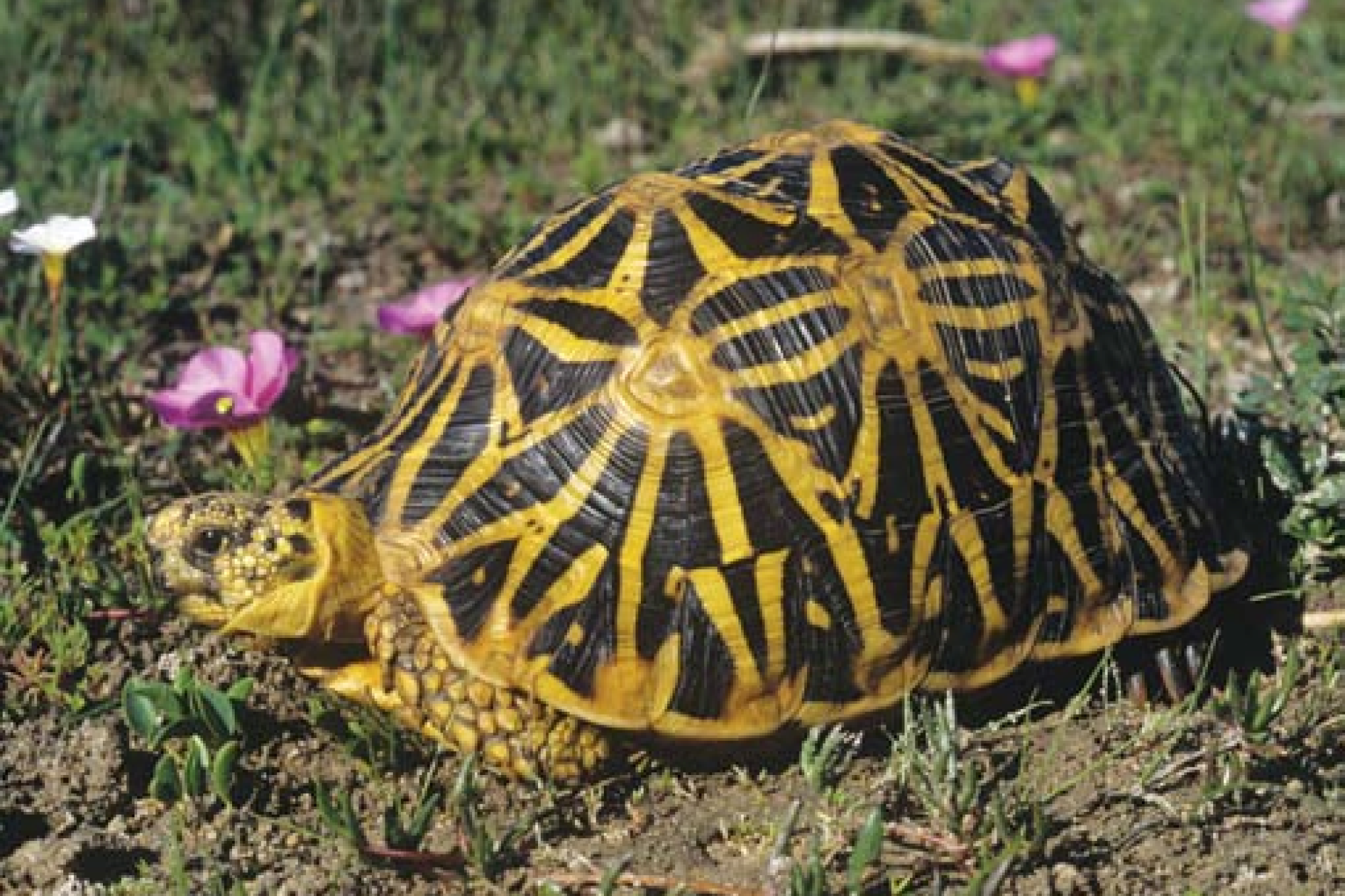 Geometric Tortoise Geometric Tortoise