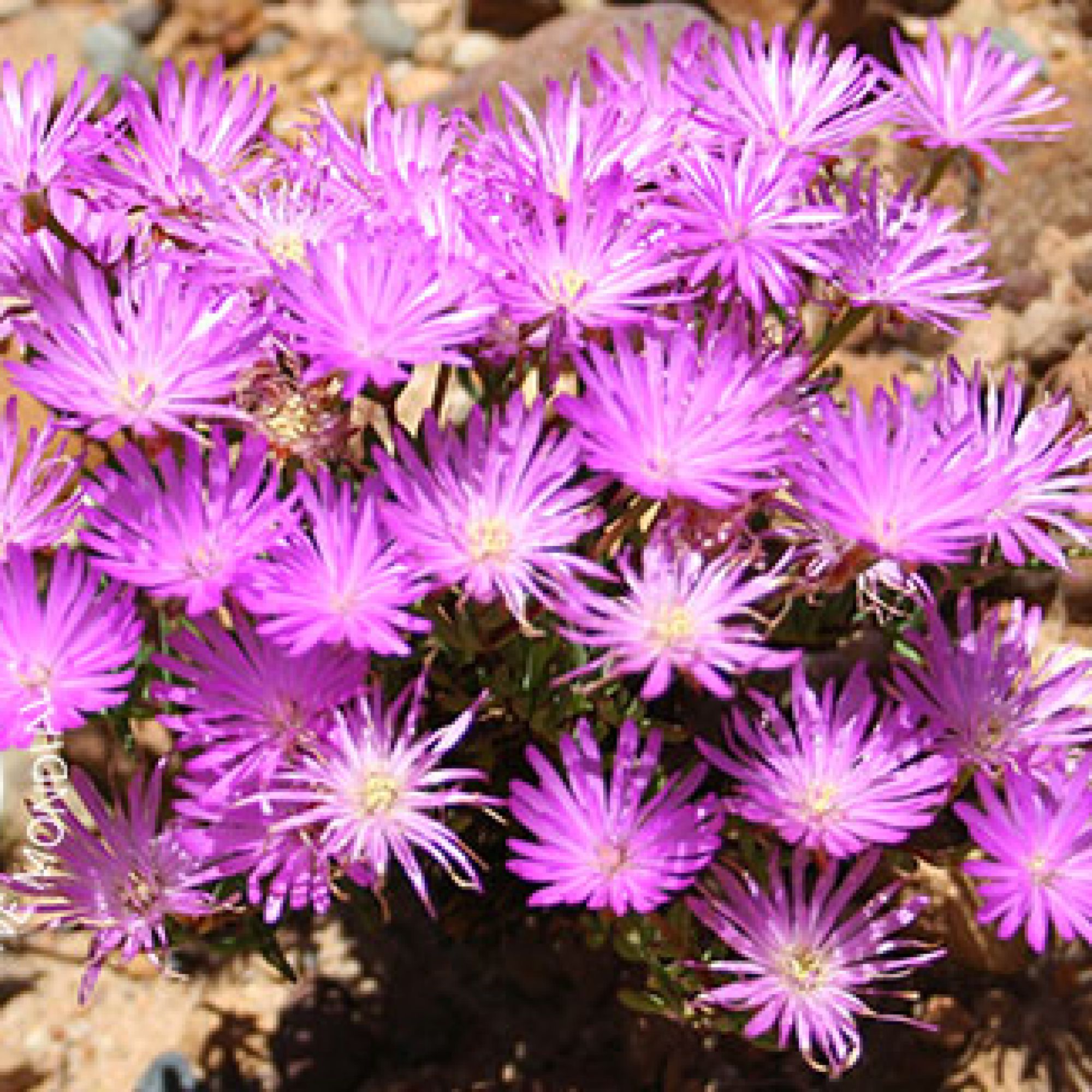 Image related to website content