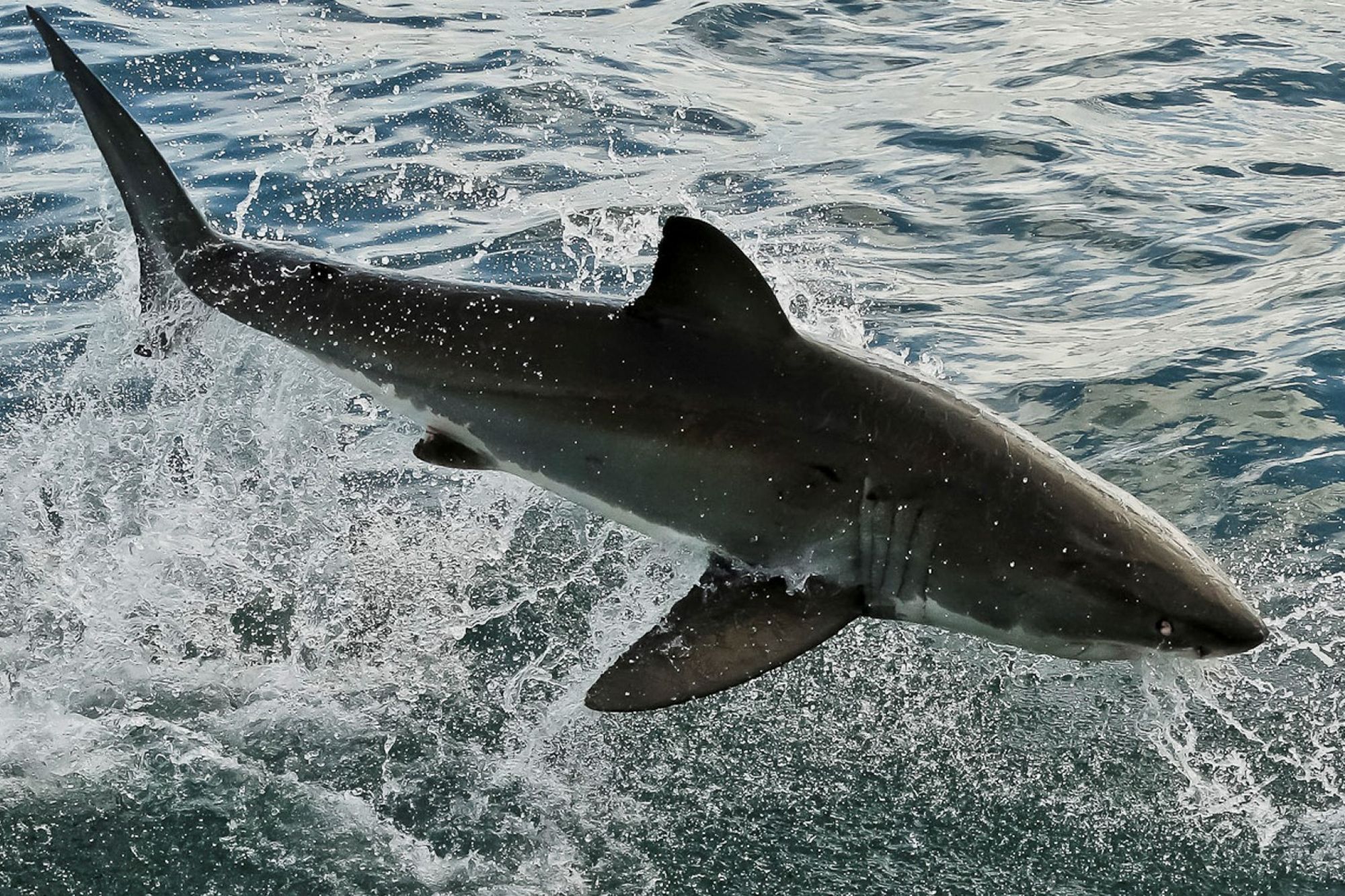 5.1.3.2. Landscape South fauna image_Great White Shark Hennie Otto 5.1.3.2. Landscape South fauna image_Great White Shark Hennie Otto