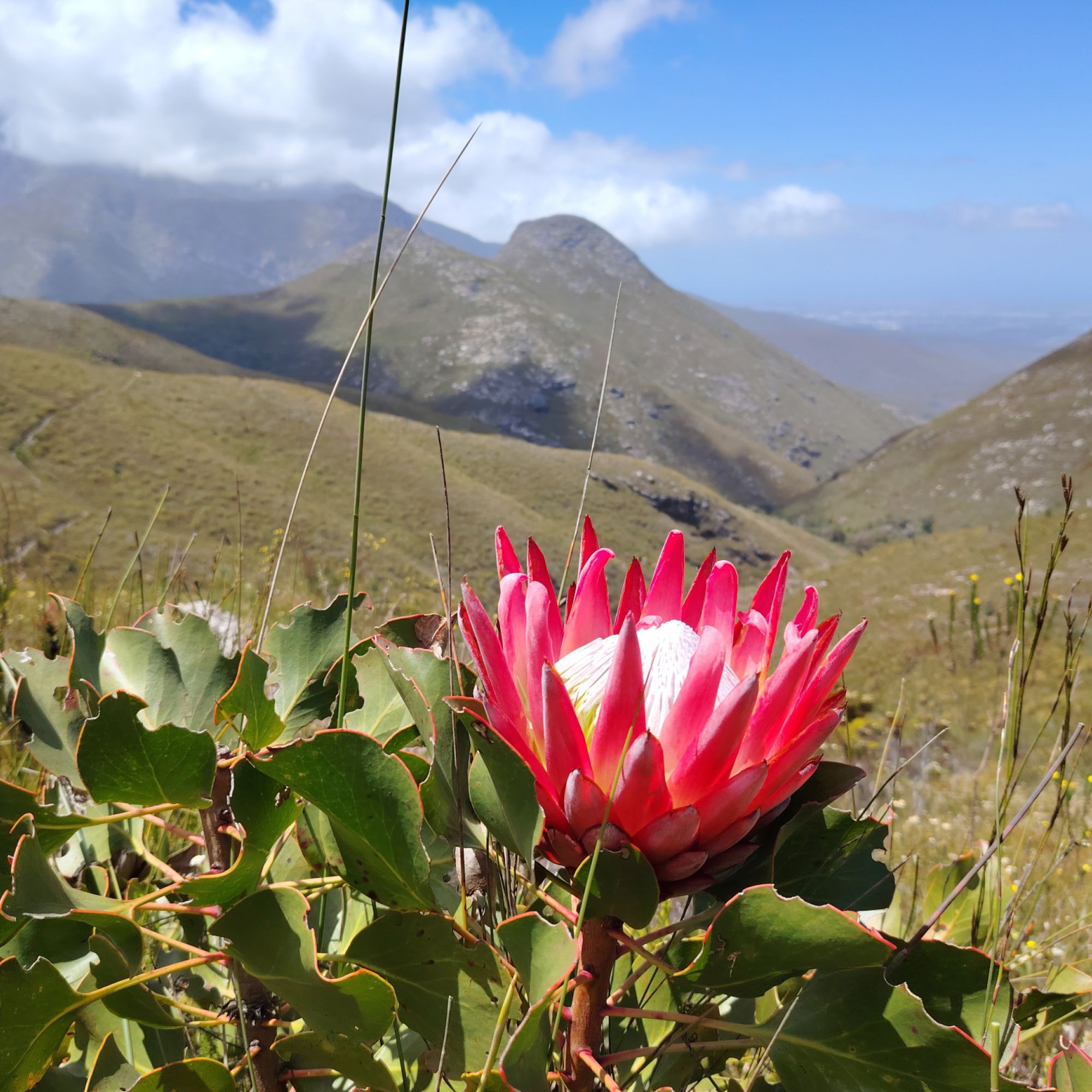 Outeniqua Nature Reserve Cape Nature