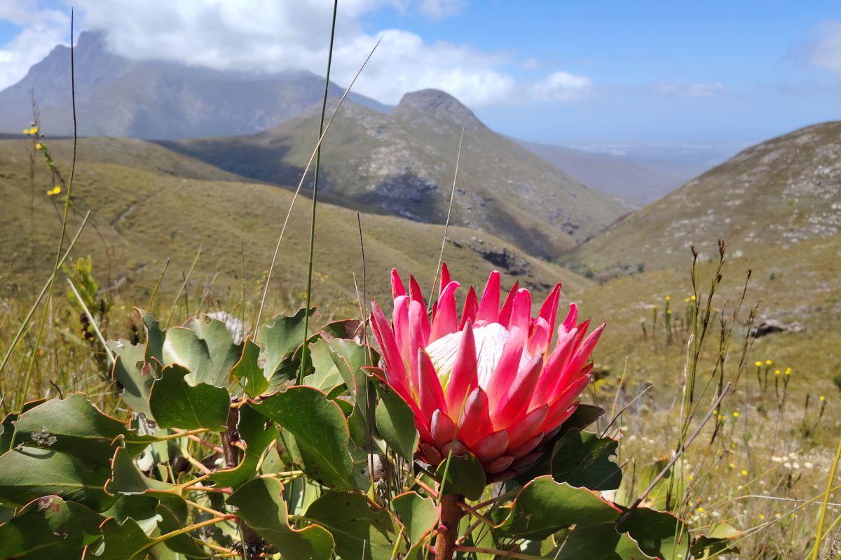 Outeniqua Nature Reserve Cape Nature Outeniqua Nature Reserve Cape Nature