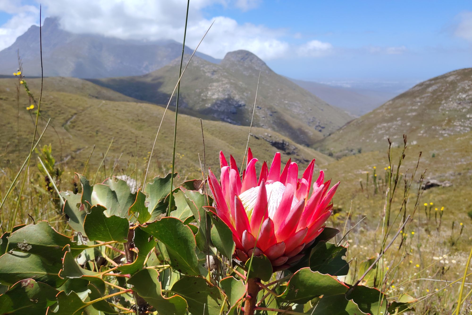 Outeniqua Nature Reserve Cape Nature Outeniqua Nature Reserve Cape Nature