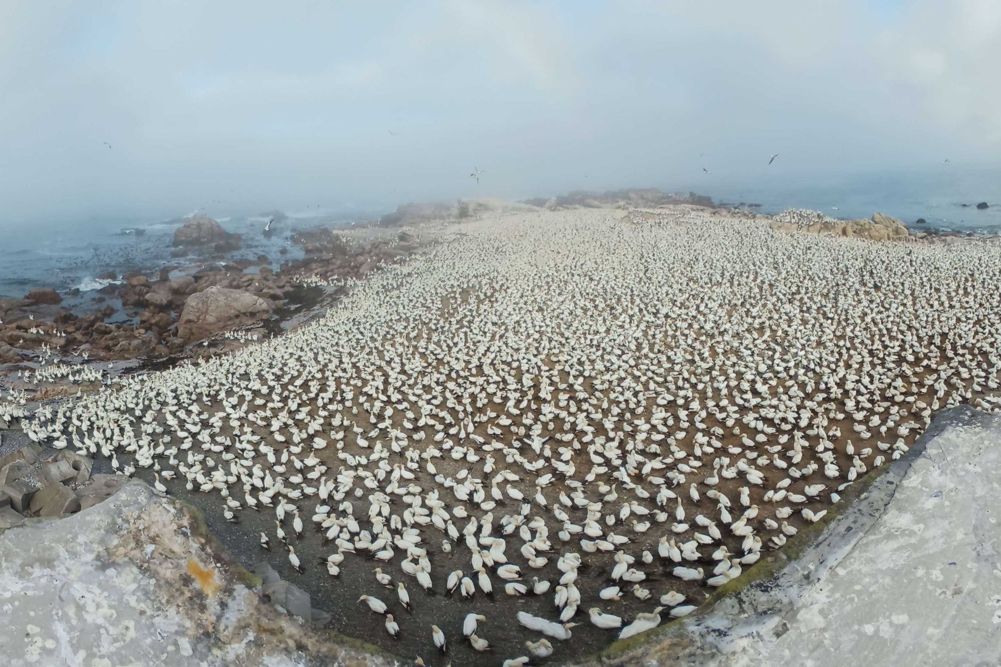 Panoramic view of 45000 Gannets at Bird Island Panoramic view of 45000 Gannets at Bird Island