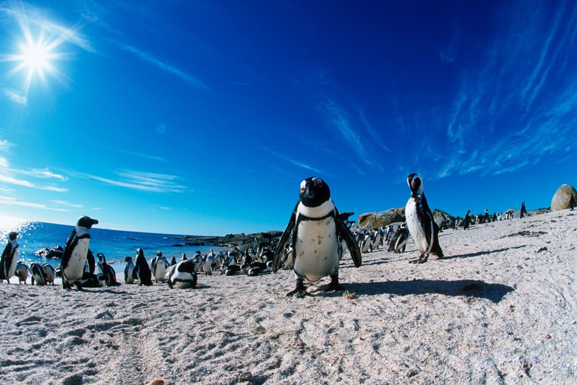 Pengiun Article Pengiun Article