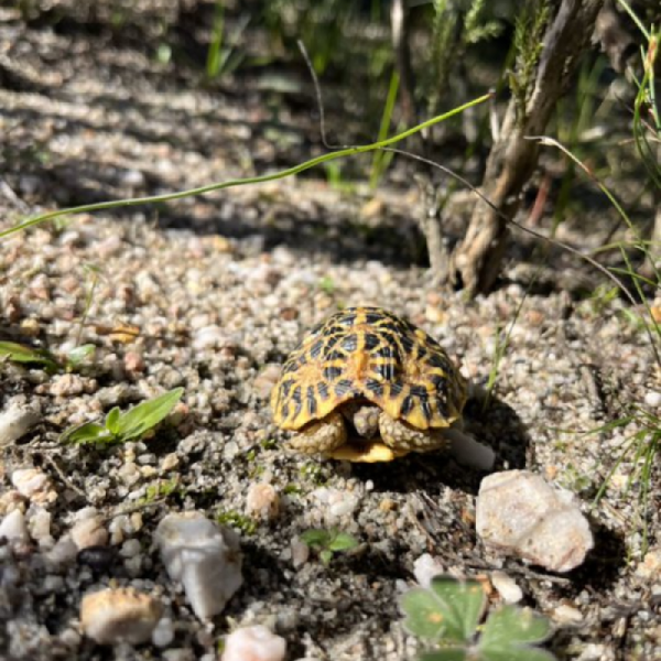 News | Monitoring of Critically Endangered Geometric Tortoise