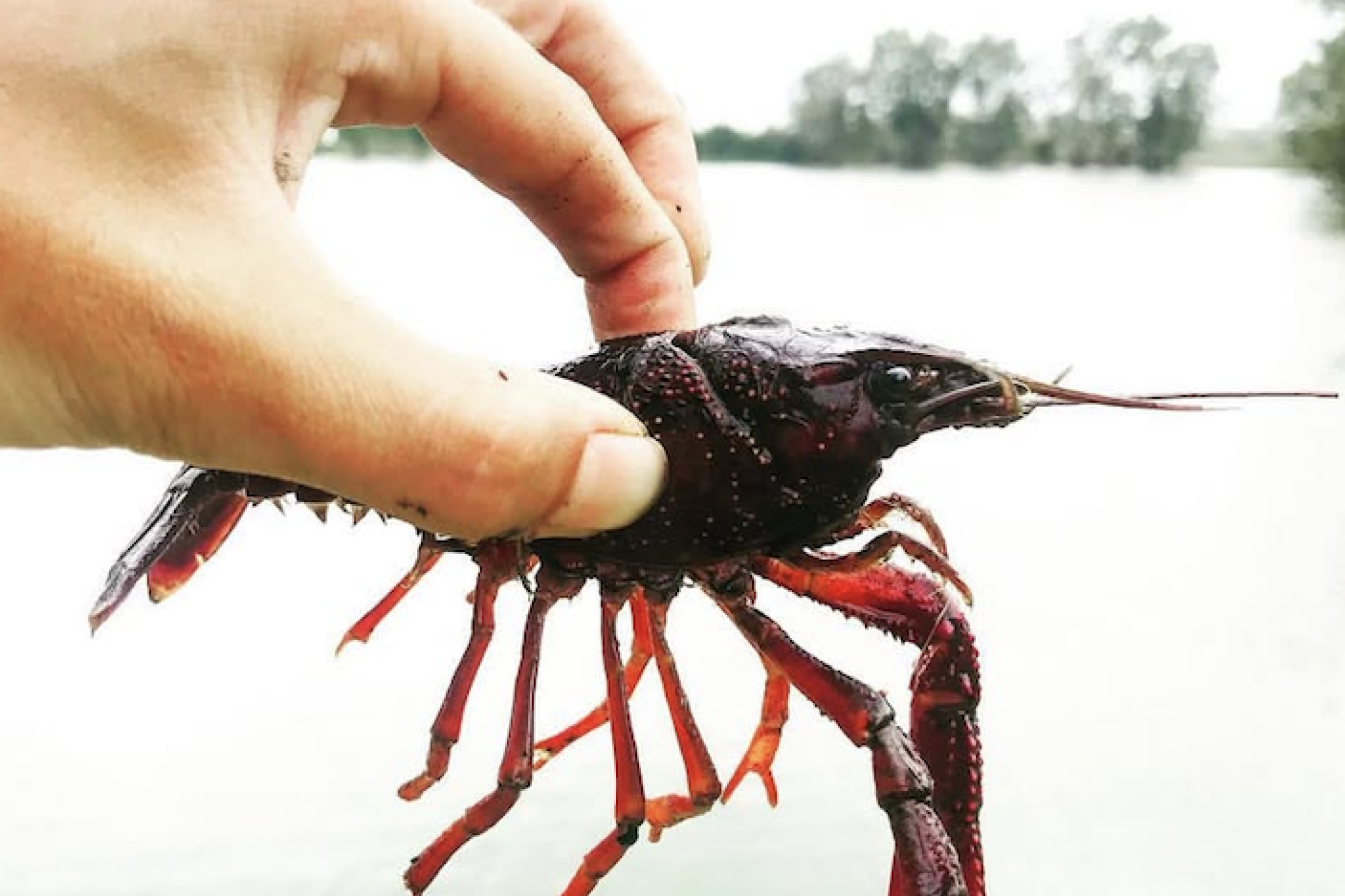 Red Swamp crayfish Cape Nature Article Red Swamp crayfish Cape Nature Article