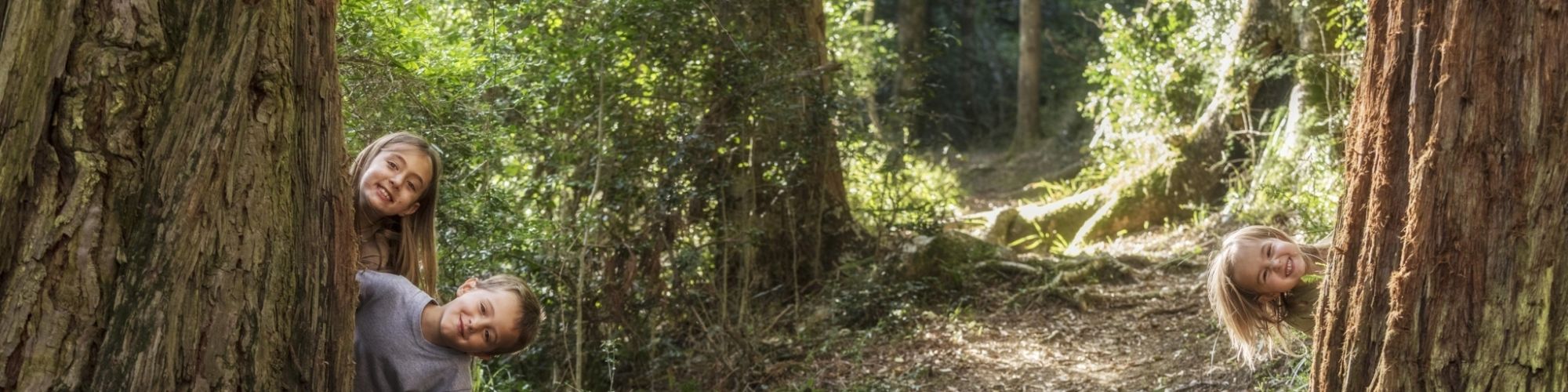 GVB trees kids forest GVB trees kids forest