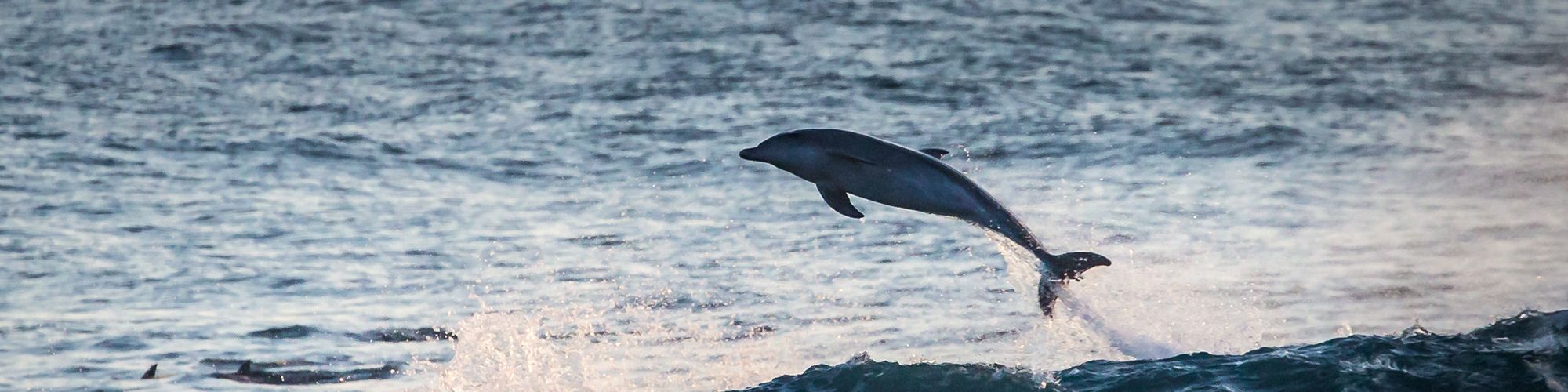 Robberg High Res Scott Ramsay 32 Robberg High Res Scott Ramsay 32