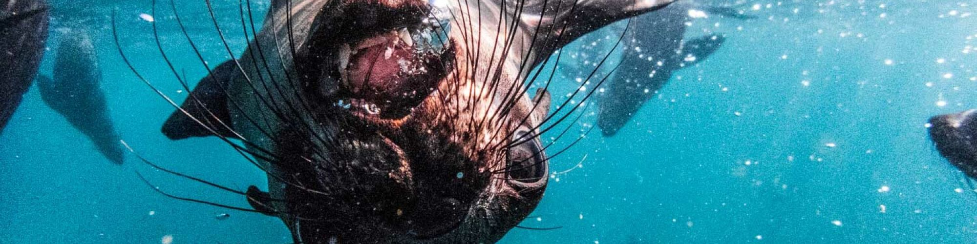 Robberg July 2020 Scott Ramsay 18 Robberg July 2020 Scott Ramsay 18