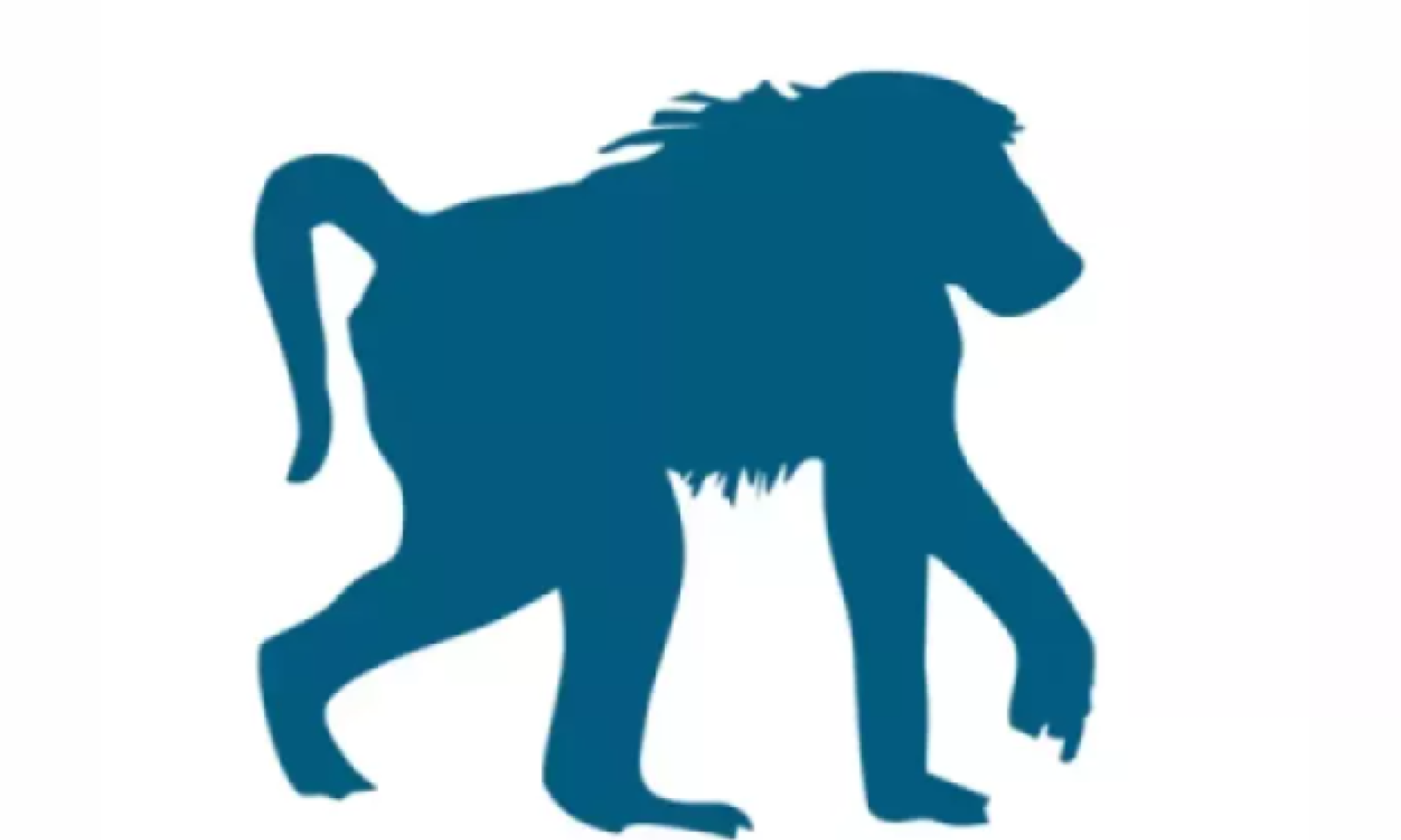 News | Steps underway to secure baboon rangers for festive season, and ...