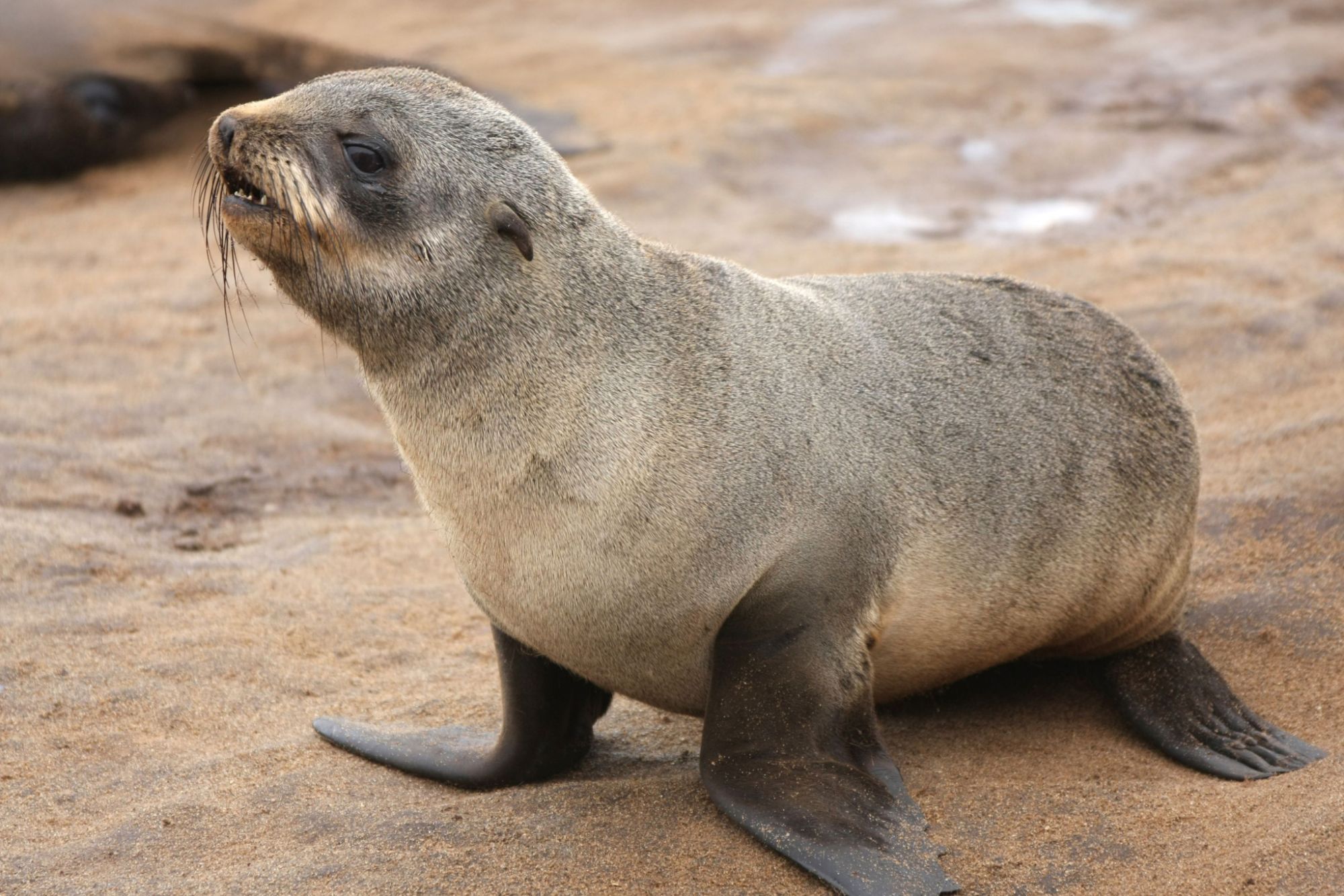 Seal Rabies Seal Rabies