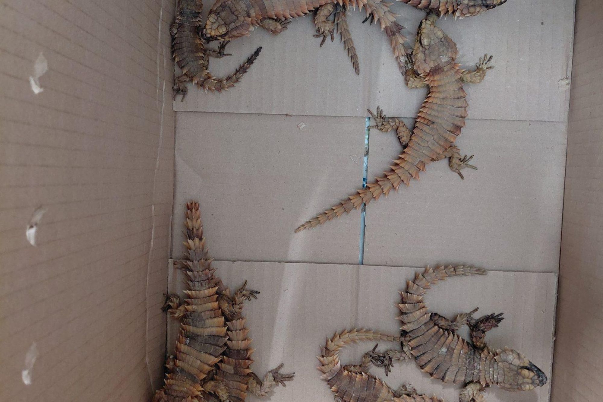 Some of the Confiscated Lizards found in the room Some of the Confiscated Lizards found in the room