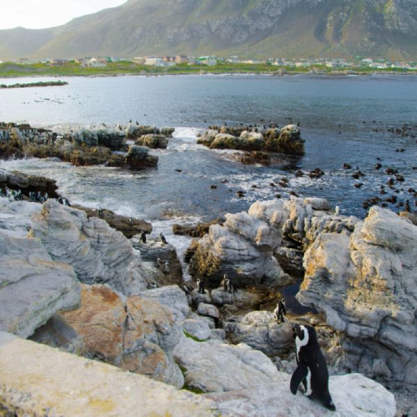 Stony Point Nature Reserve conservation Capenature