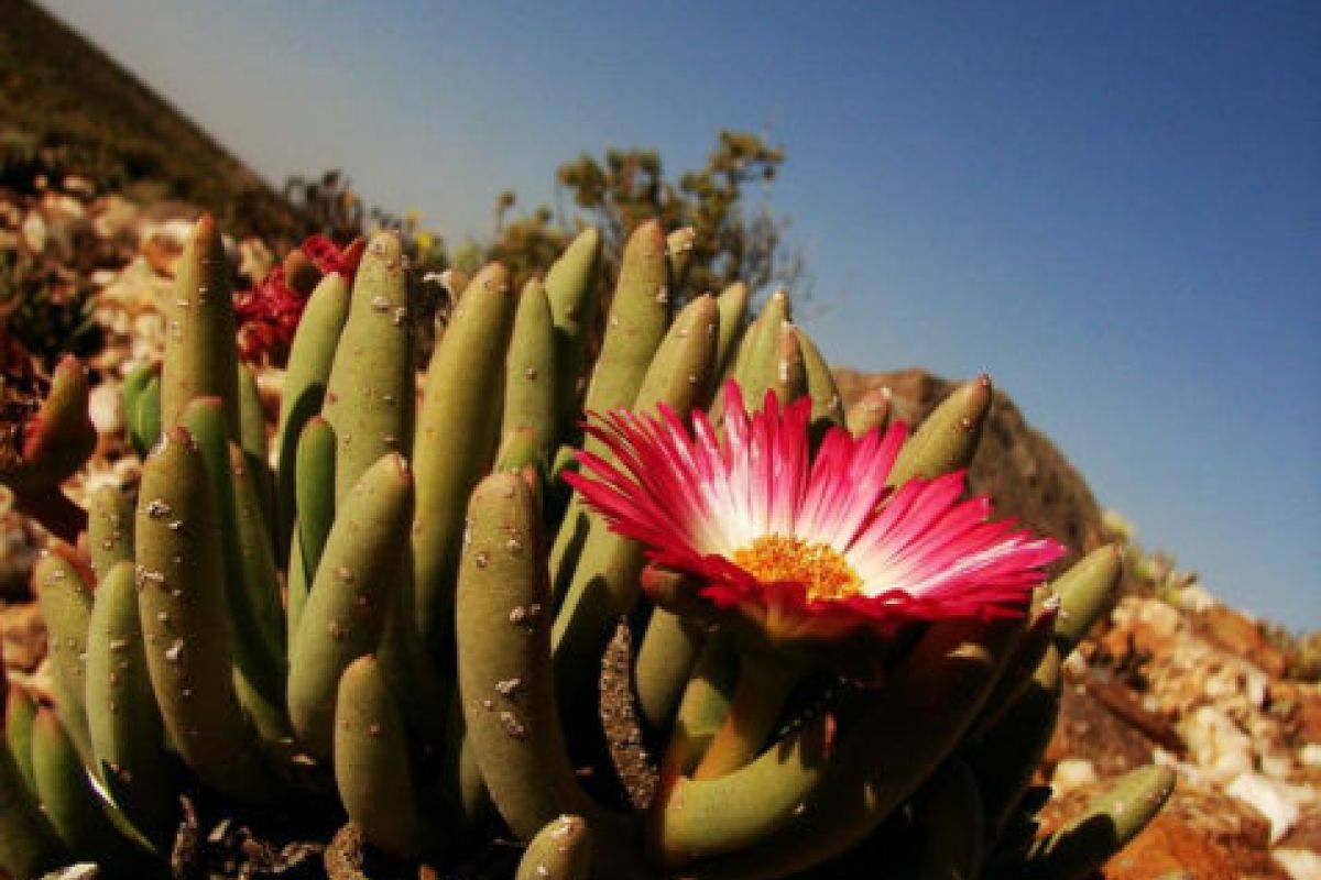 Succulent Karoo Succulent Karoo