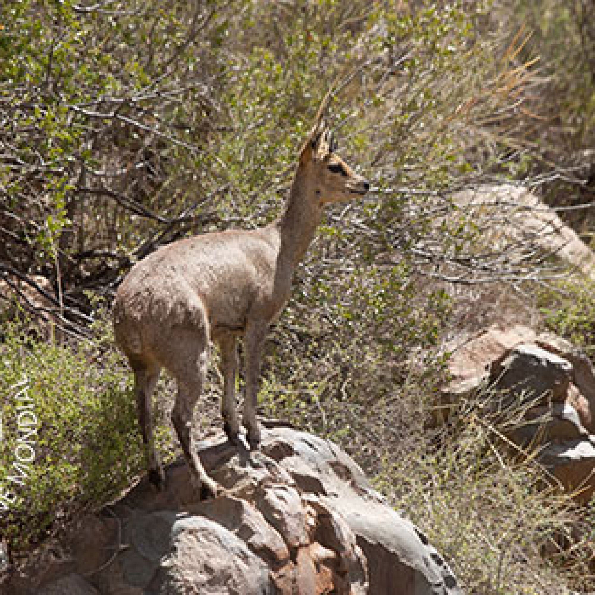 Swartberg with WHS logo 5