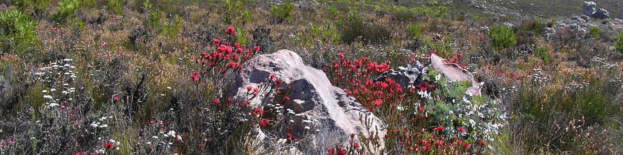 Vrolijkheid1 Vrolijkheid1