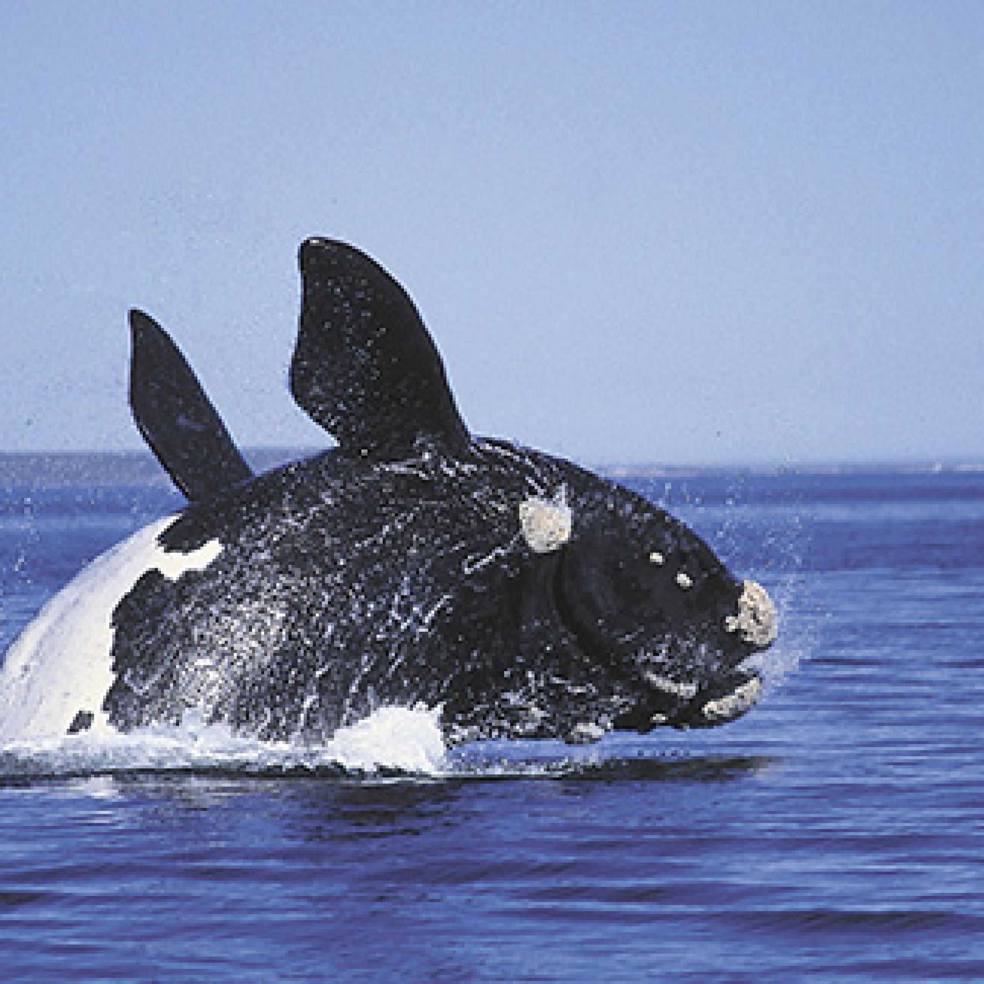 WHALFIN