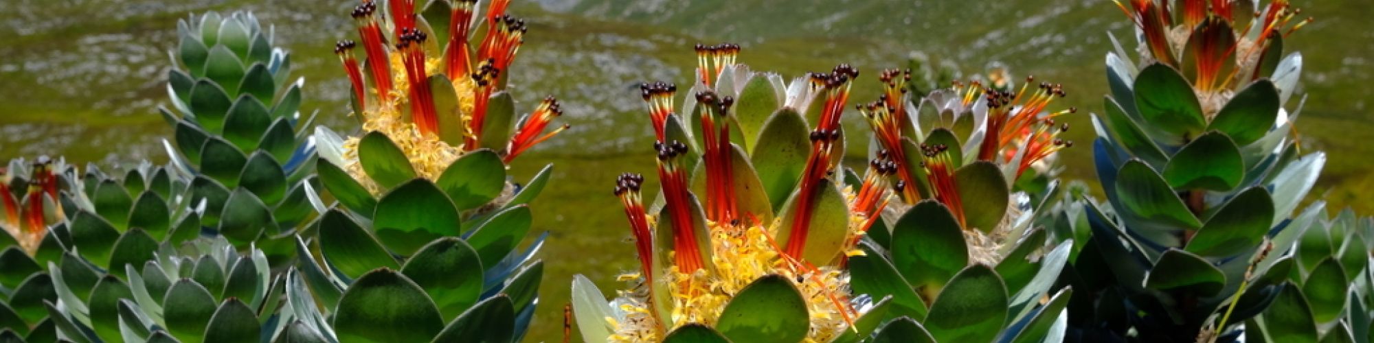 Landscape central vegetation Mimetes hottentoticus Landscape central vegetation Mimetes hottentoticus