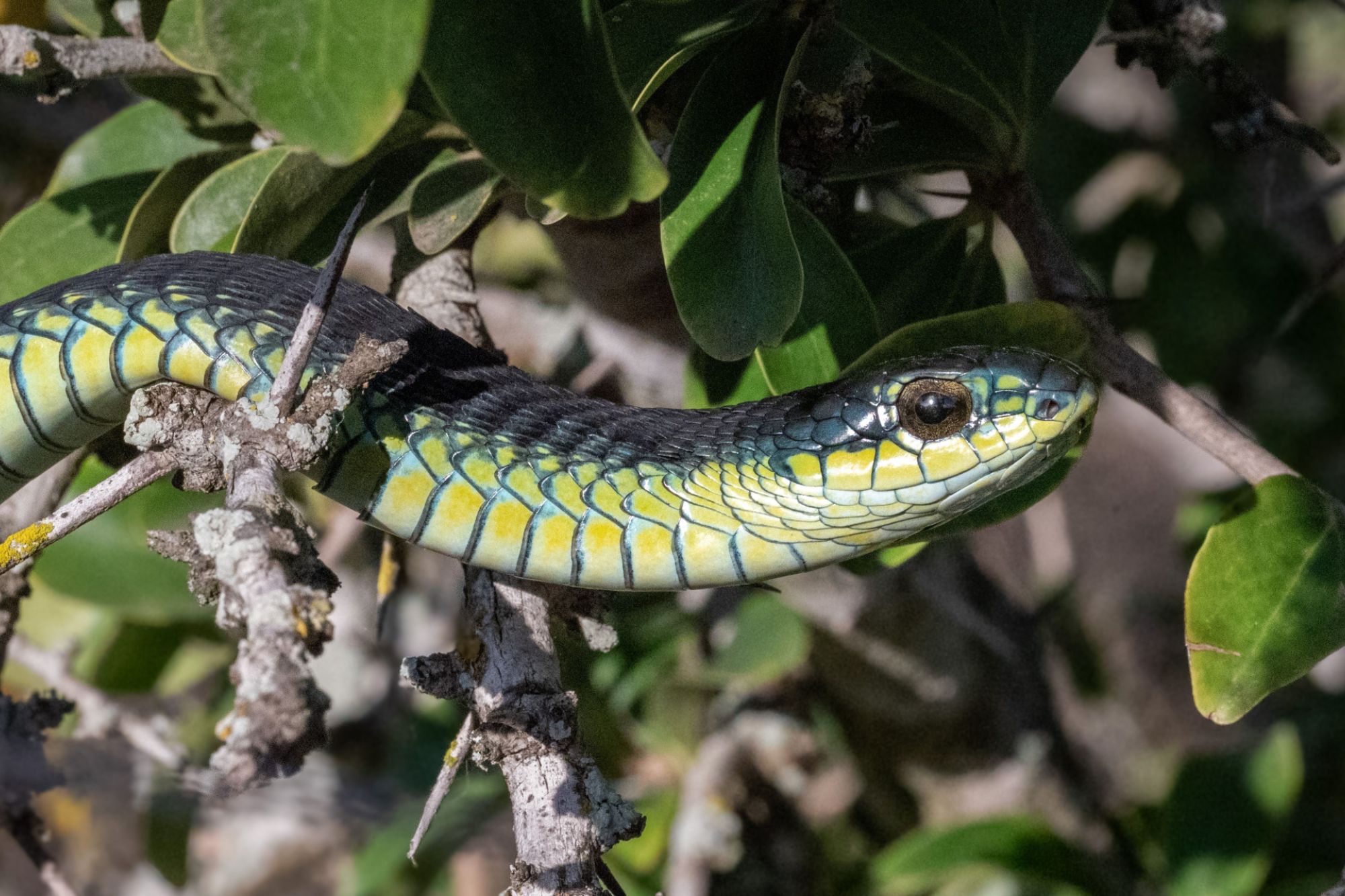 Boomslang snake Boomslang snake